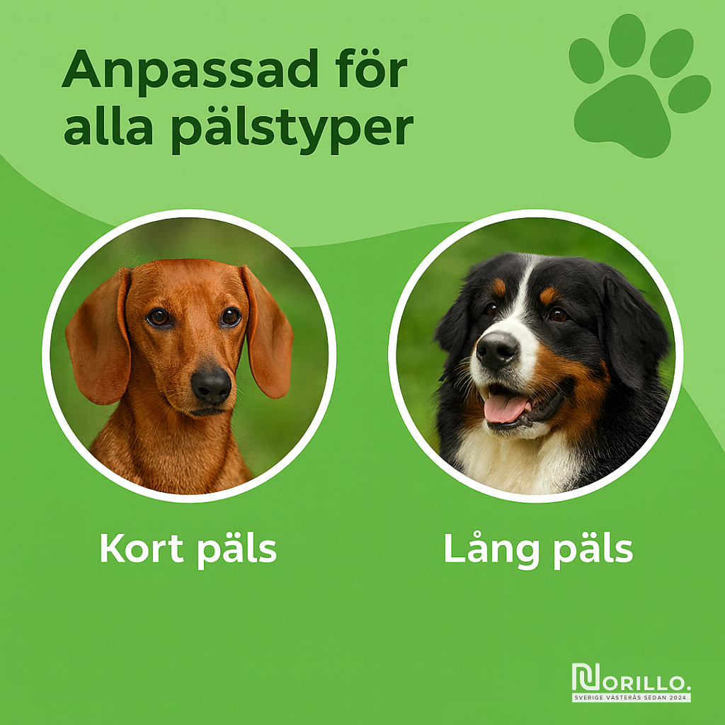 Norillo™ – Hundborsten som stoppar fällning och håller hemmet rent