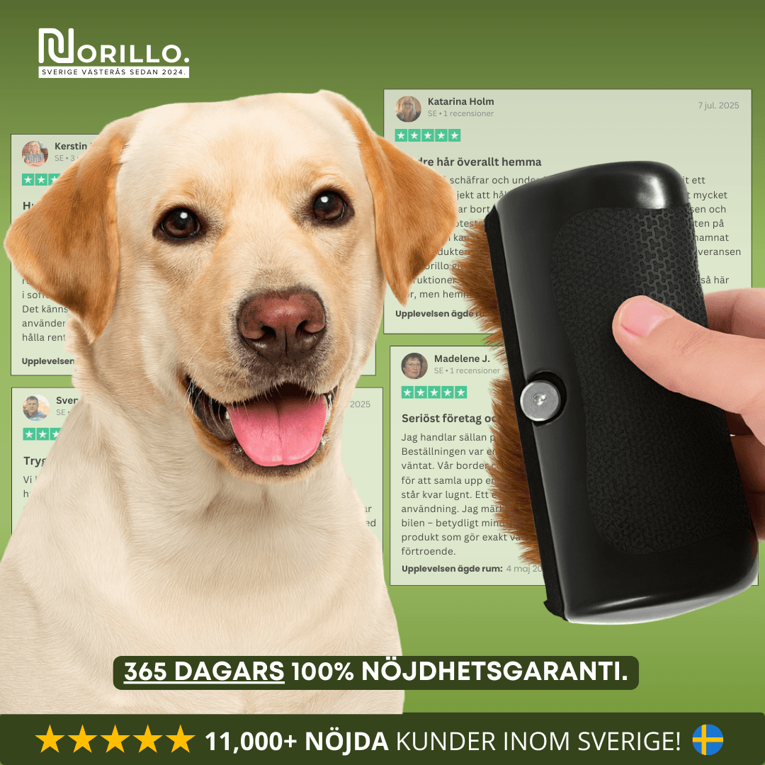 Norillo™ – Hundborste som stoppar fällning och håller hemmet rent